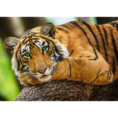 Puzzle - Portrét tygra, 500 dílků